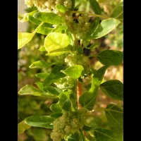 Quinoa - Quinua Temuco (4)